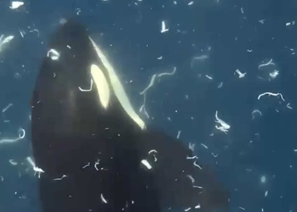 an orca swims vertically amid floating white fragments