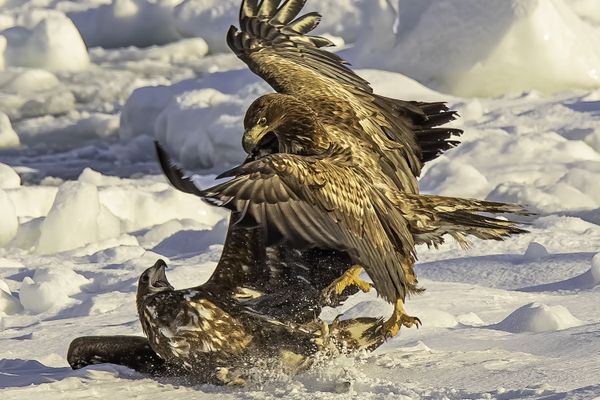 Eagle Fight on the Snow and Ice! thumbnail