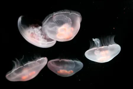 Moon jellies (Aurelia aurita) drift in dark waters at the Sunshine International Aquarium in Tokyo.