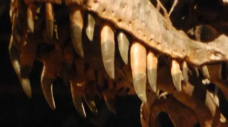 A reconstructed Tyrannosaurus rex at the Museum of Ancient Life
