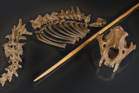 The cave lion skeleton from Siegsdorf in Germany with a replica of a wooden spear that may have been used to kill it. The authors theorize that Neanderthals may have stabbed the lion while it was resting or after it had been injured.