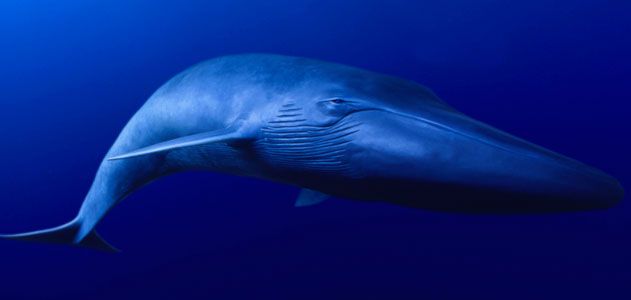 Blue Whale