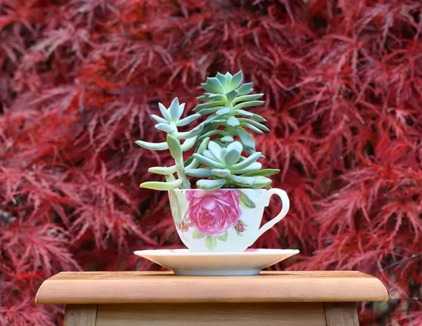 succulent still life thumbnail