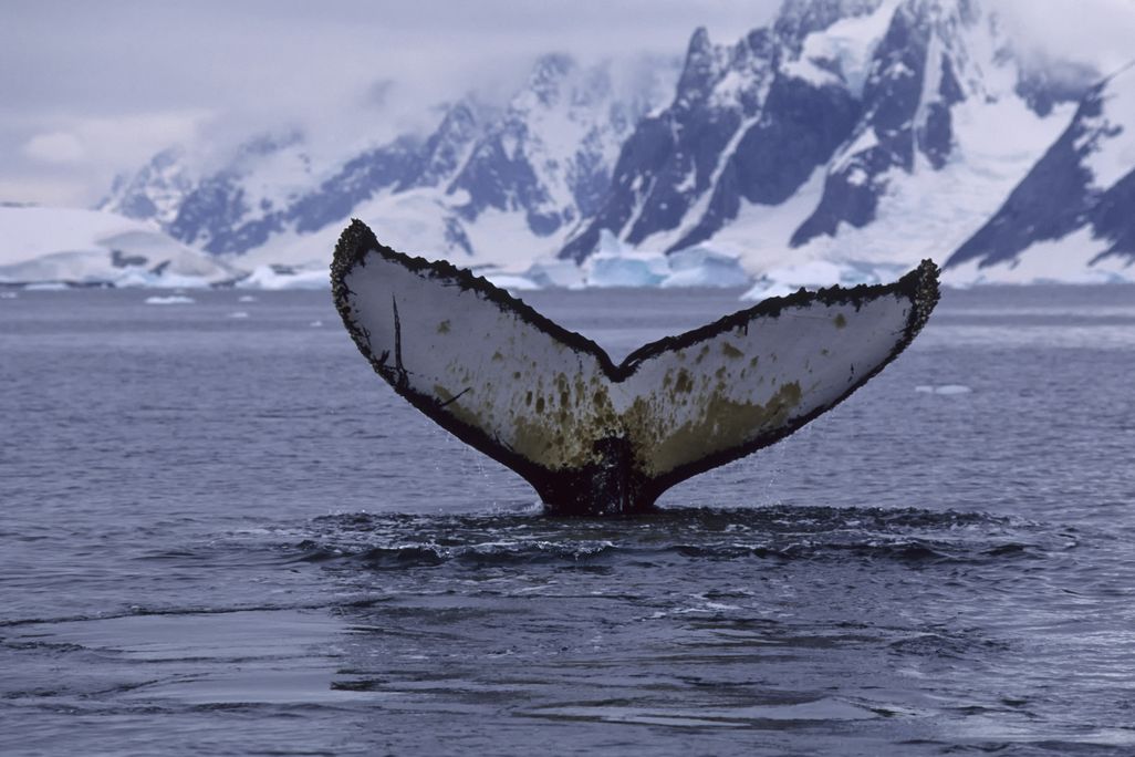 whale tail out of the water with icy mountains in the background