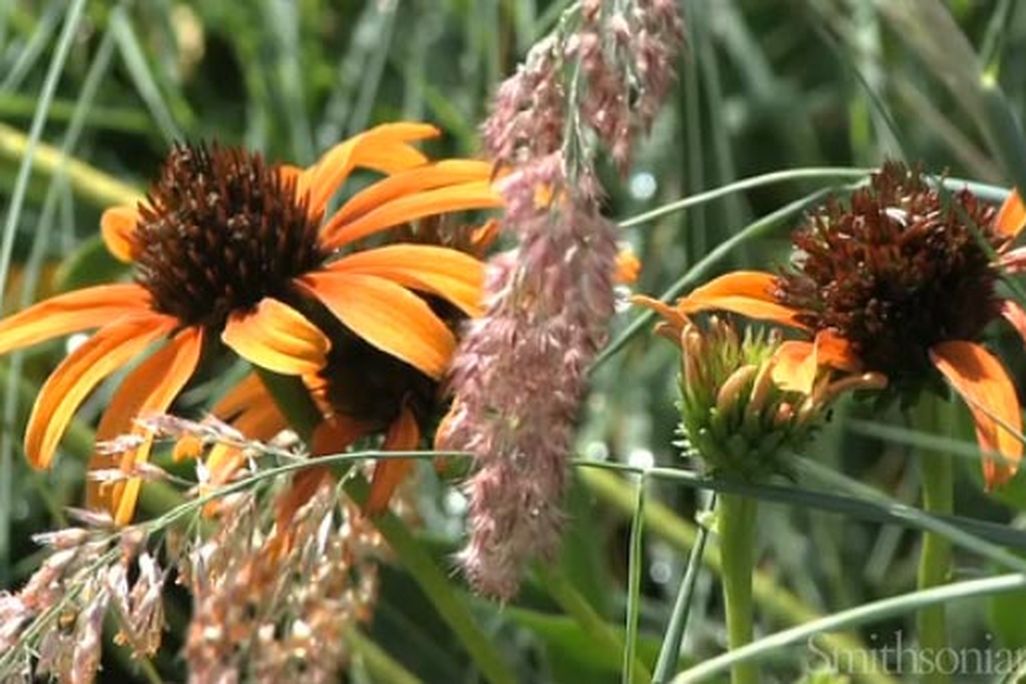 20110520110726Smithsonian-gardens.jpg
