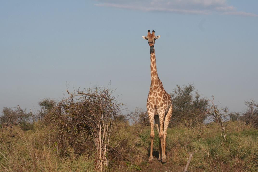 Giraffe grazing the Savuti area
