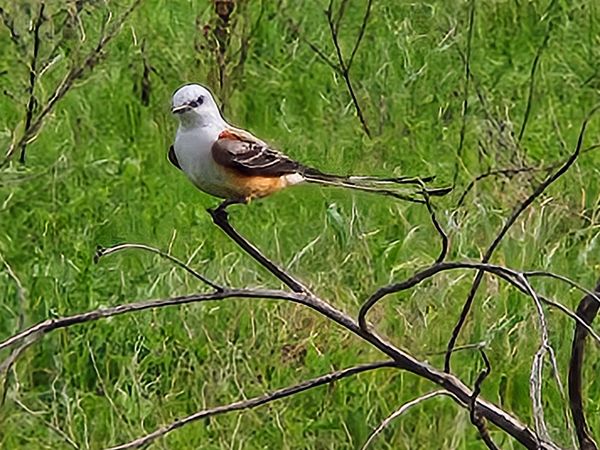 Scissor-tailed Flycatched thumbnail