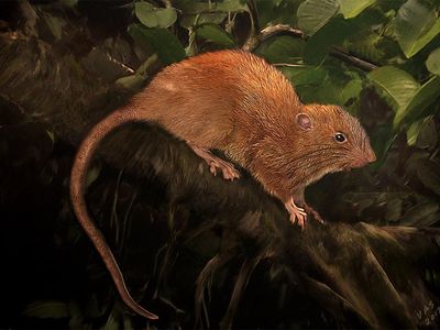 The elusive Vangunu giant rat lives in trees, a habitat under attack from deforestation in the Solomon Islands.