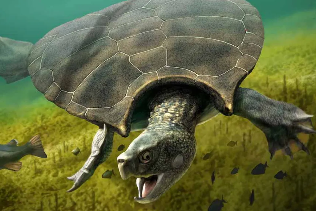 Turtle illustration