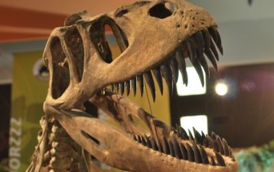 About 83 million years separated Late Jurassic icons—such as this Torvosaurus—from Cretaceous celebrities like Tyrannosaurus.