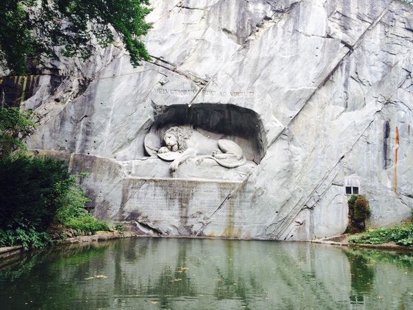 Dying lion  thumbnail