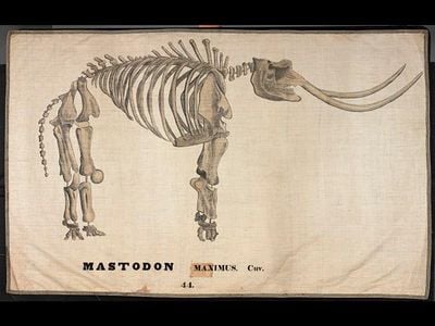MASTODON MAXIMUS. CUV. [Cuvier]; Orra White Hitchcock (1796–1863); Amherst, Massachusetts; 1828–1840; pen and ink and watercolor wash on cotton, with woven tape binding