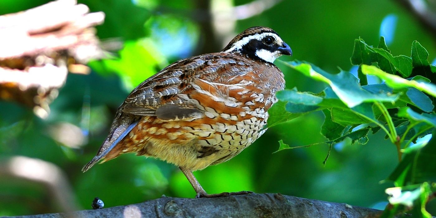 Answering the Call for Bobwhite Quail | Smithsonian Voices | National ...