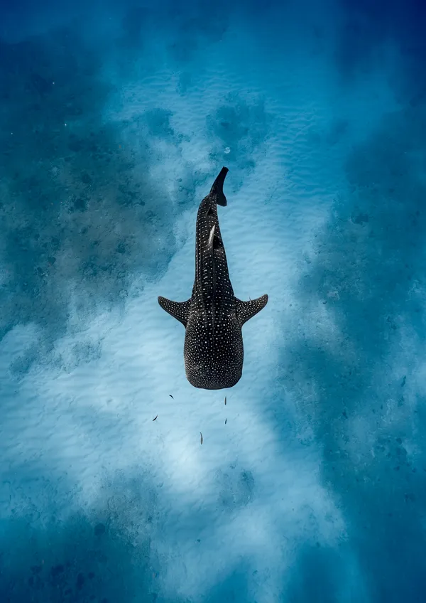 Lone Traveller thumbnail