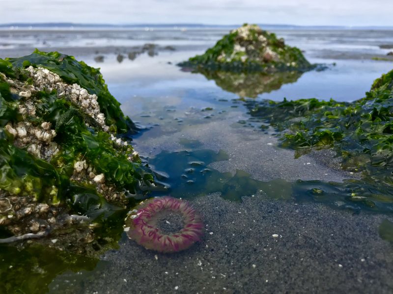 Anemone at low tide on Alki Beach Smithsonian Photo Contest