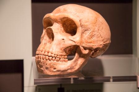 Skull of a Neanderthal, or&nbsp;Homo neanderthalensis