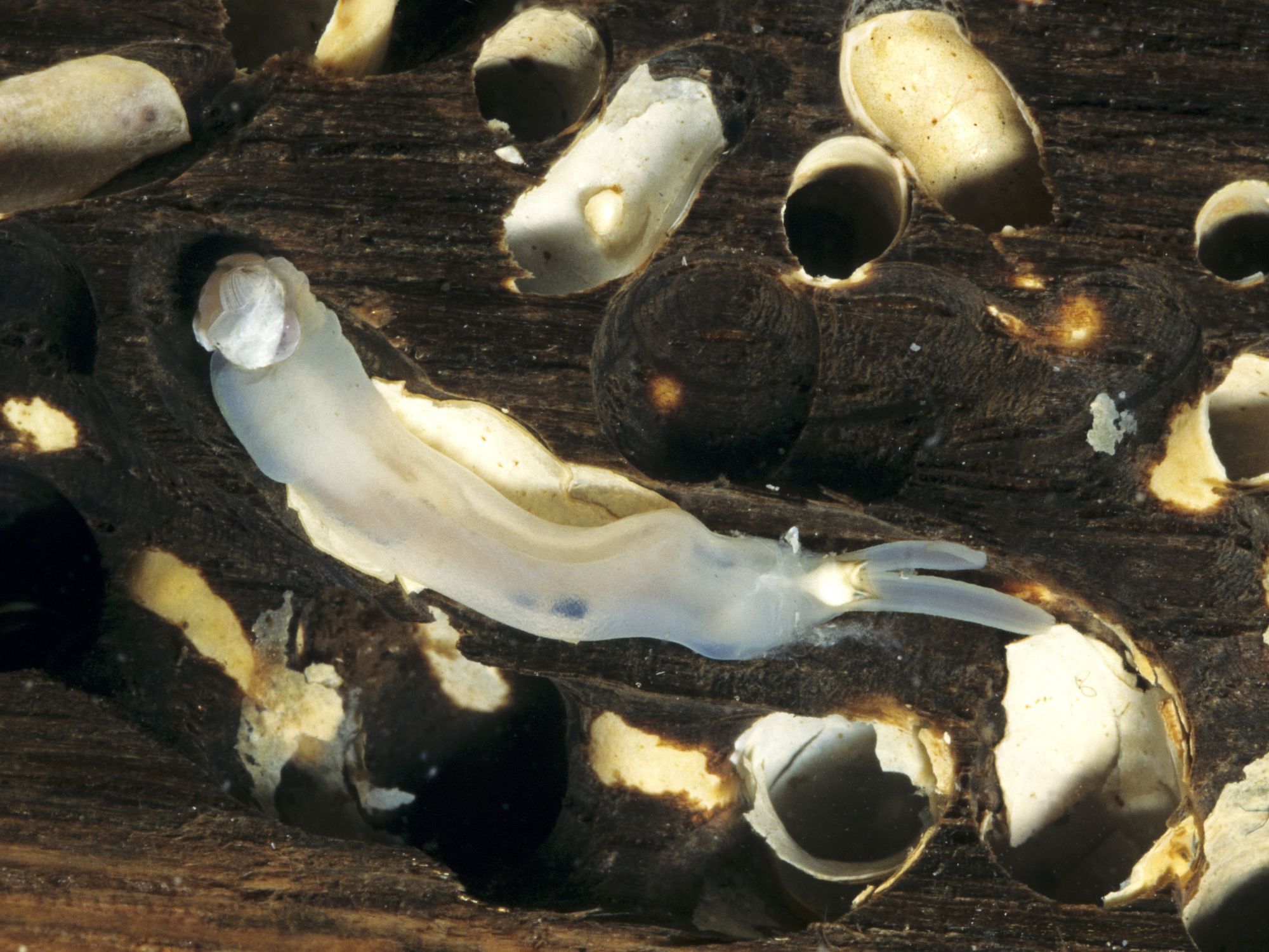 How a Ship-Sinking Clam Conquered the Ocean