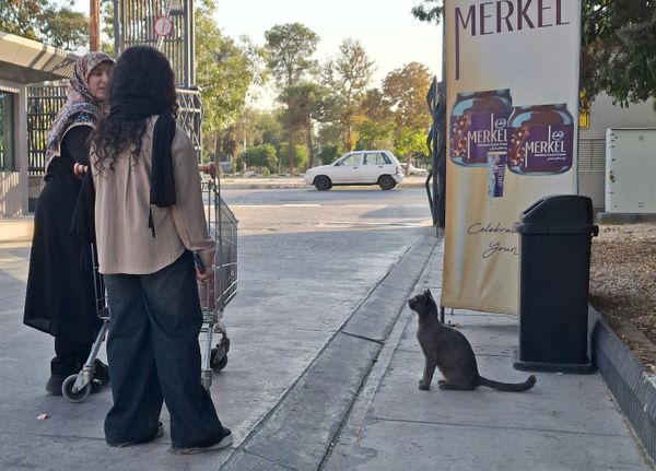 Polite cat thumbnail