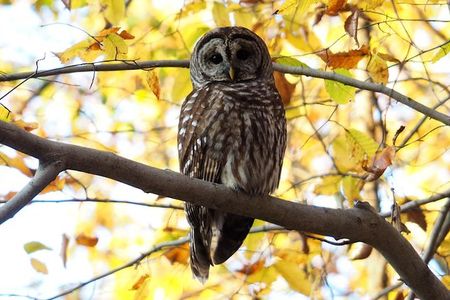 Participate in the City Nature Challenge by spotting and recording animals and plants in your city starting Apr 30.