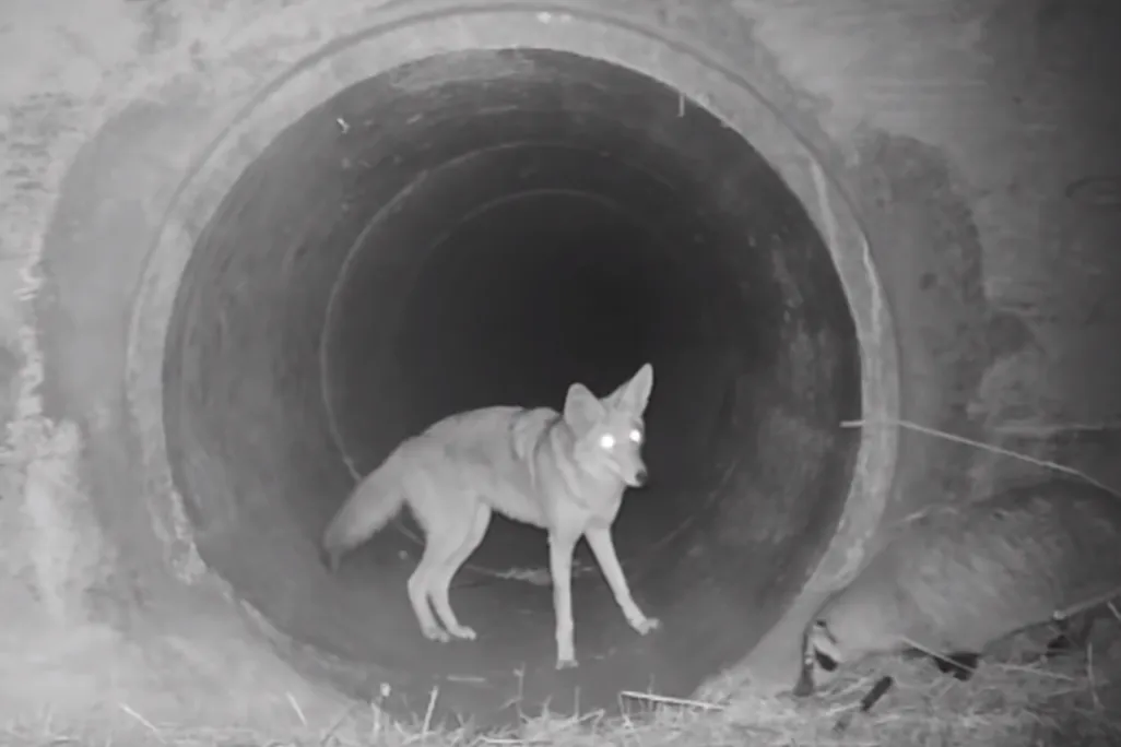 A coyote and badger enter a wildlife corridor