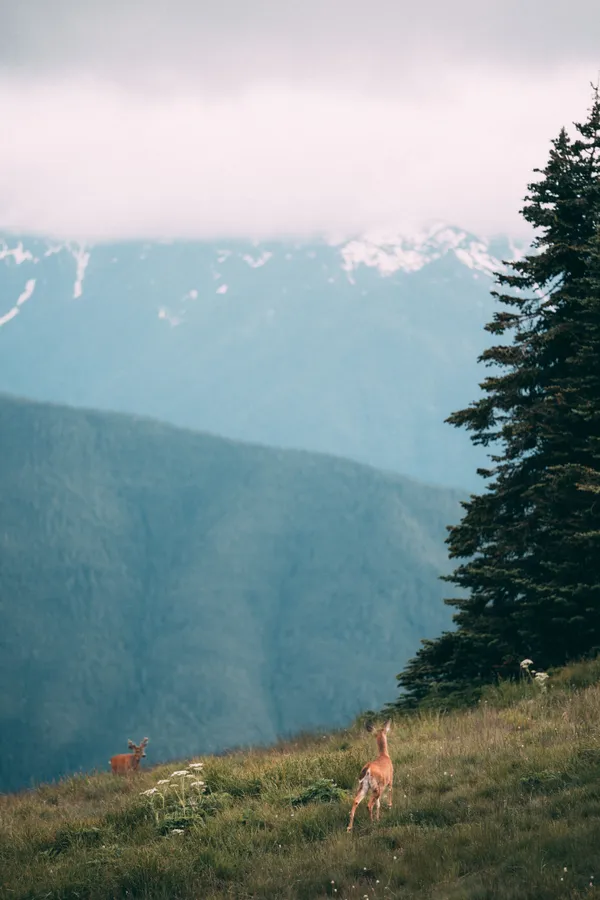 Alpine Wanderers at Hurricane Ridge thumbnail