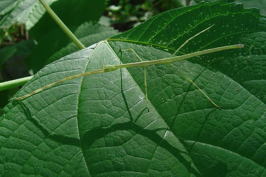 Stick insect.jpg