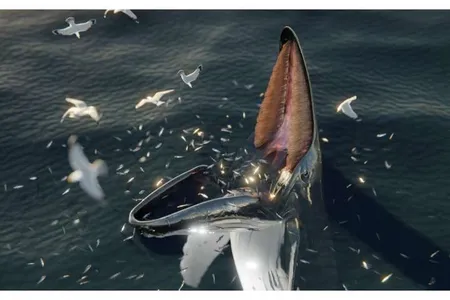 A digital reconstruction of a humpback whale trap feeding, a behavior with striking similarities to the feeding habits of the "hafgufa" described in medieval Norse texts.