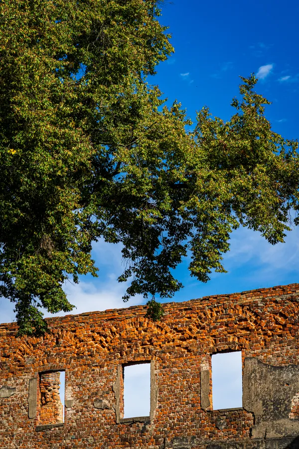 Where Nature Reclaims – Ruins and Resilience thumbnail