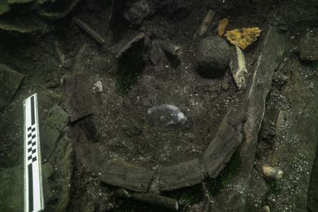 Archaeologists first spotted the sturgeon's bony plates near a barrel in the Gribshunden shipwreck. 