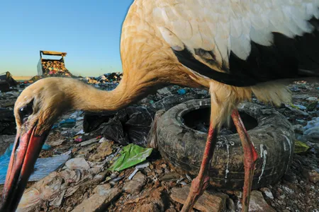 A white stork forages for food at a landfill in Beja, Portugal.
