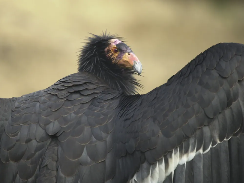 A condor looks over its shoulder with outstretched wings