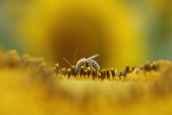 Sunflower bee thumbnail