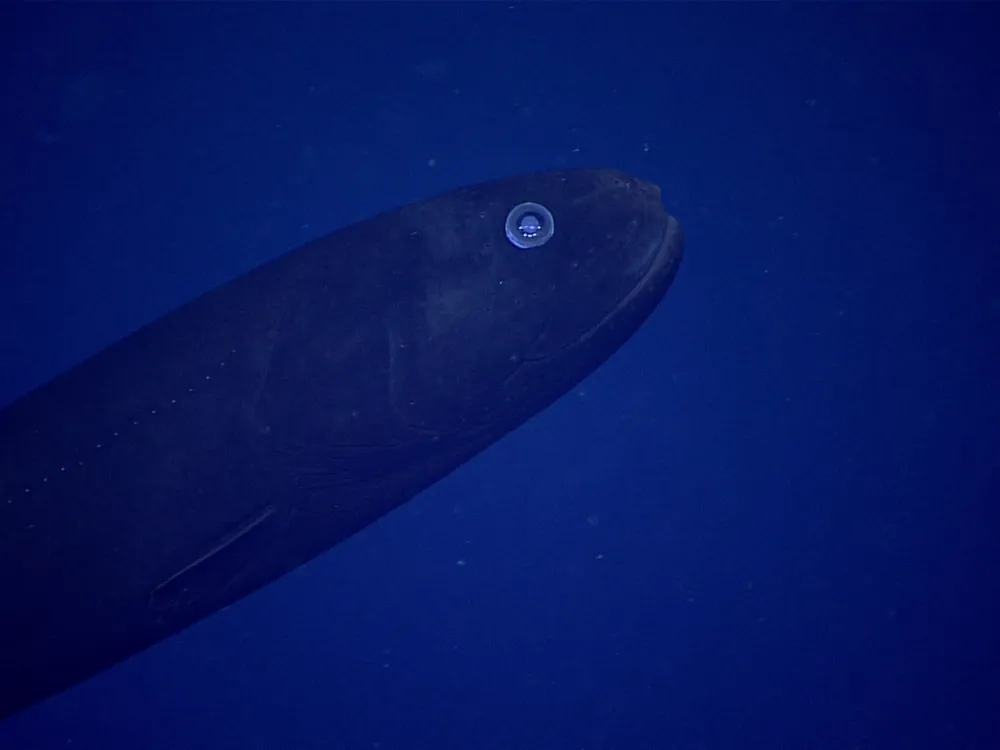 A close-up photo of a deep sea fish. It emerges from the bottom left corner of the photo, and it's profile is torpedo-shaped. It is dark blue color, but its giant eye glistens bright blue. The background is a speckled, deep blue color. 
