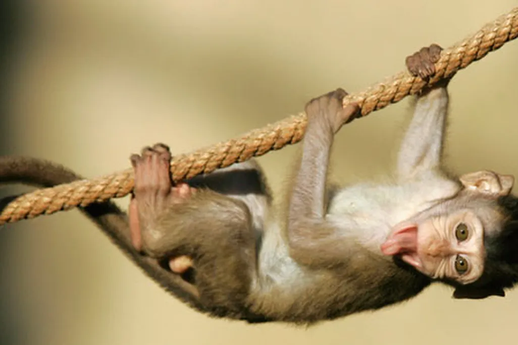 Long-tailed Macaque