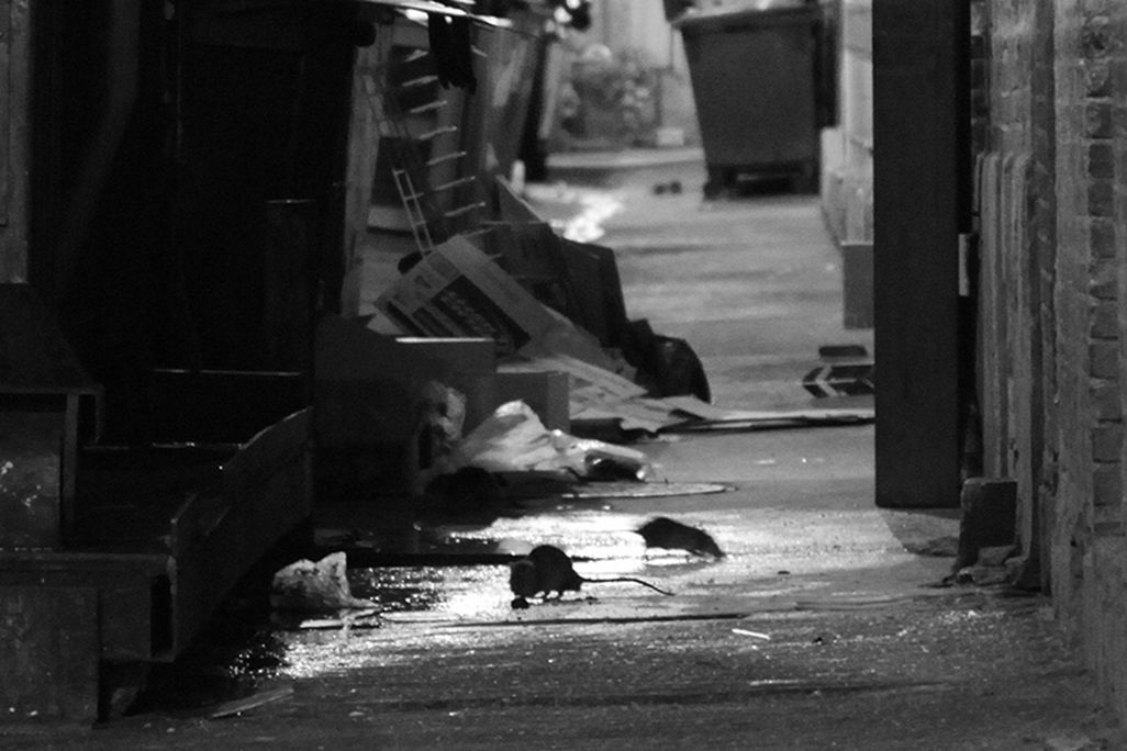 Rats in a DC alley