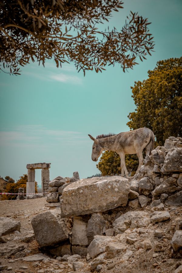 Ancient city and its donkey thumbnail