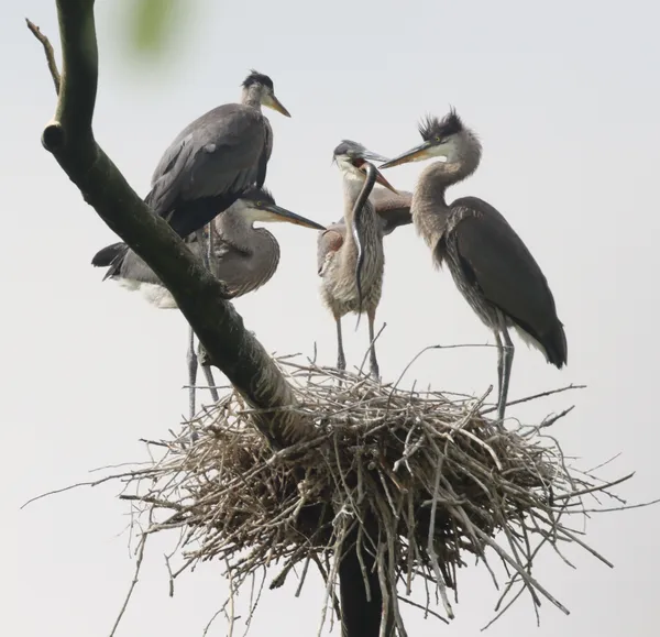 Great Blue Herons at Lunch thumbnail