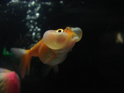 This bubble eye goldfish may or may not be drunk.