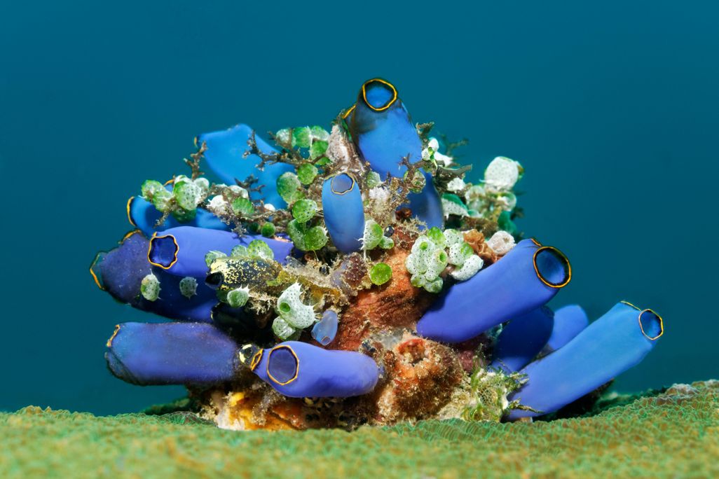 sea squirts on coral