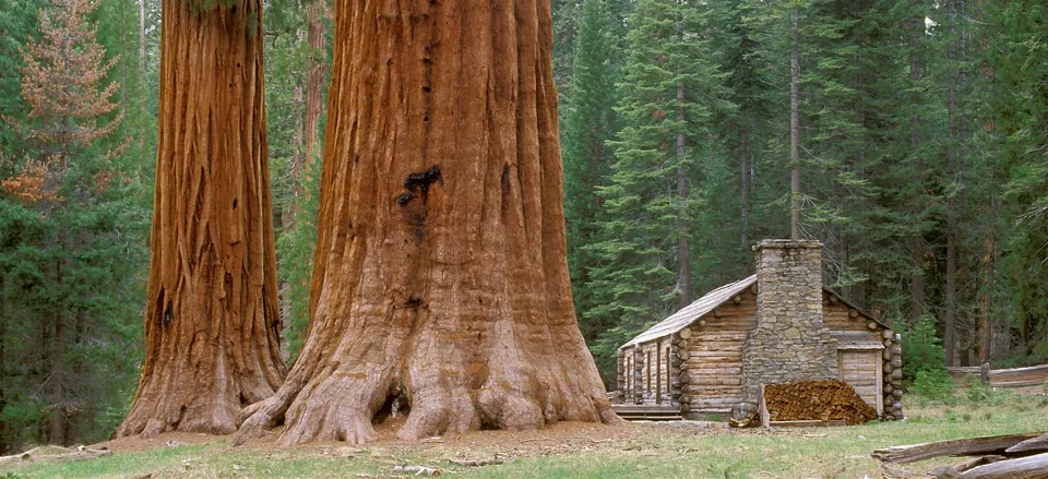  Cabin next to Giant Sequoia, Yosemite 