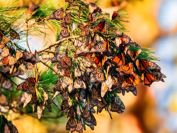 Monarch Butterflies Overwintering in Pacific Grove California thumbnail