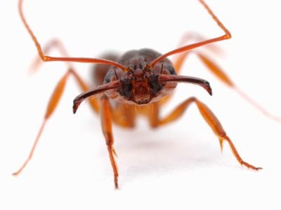 A trap-jaw ant opens its massive mandibles. 