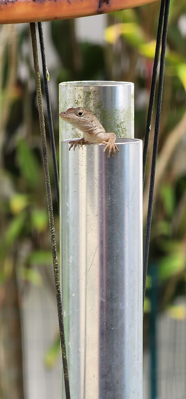 Anole in a wind chime pipe thumbnail