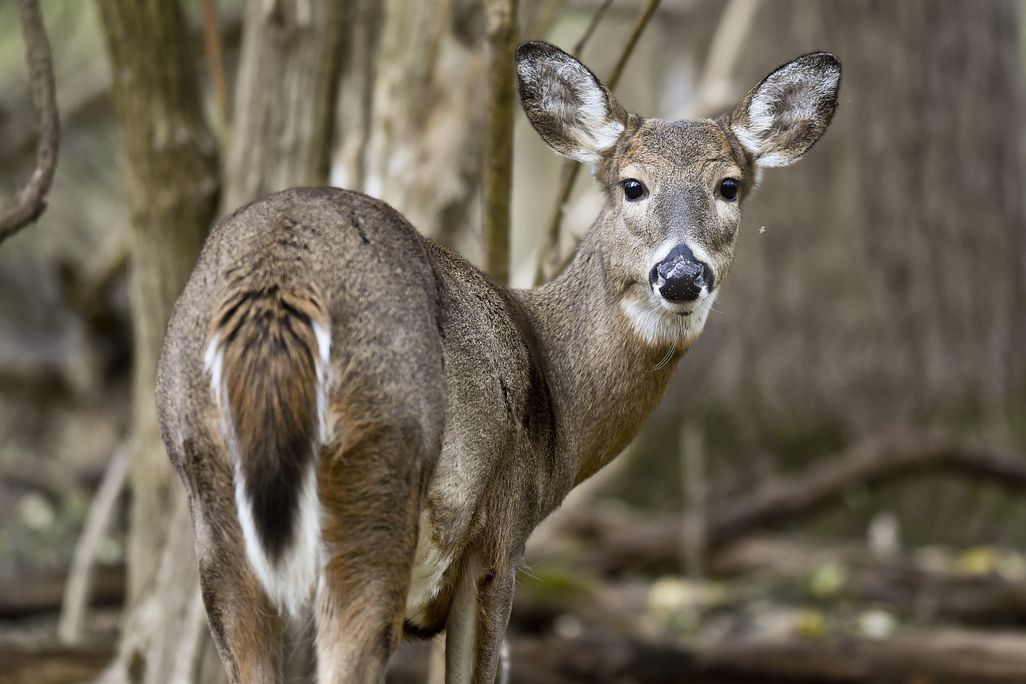 A whitetail deer photographed in Pennsylvania