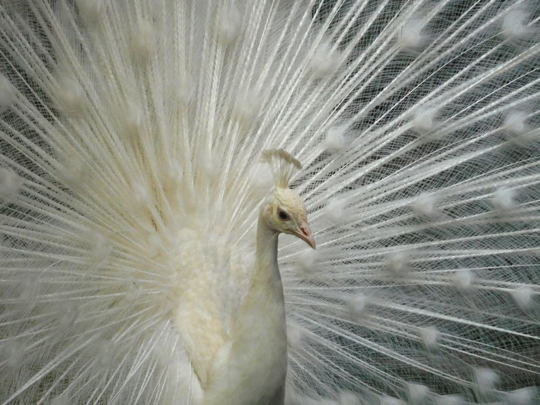 White peacock | Smithsonian Photo Contest | Smithsonian Magazine