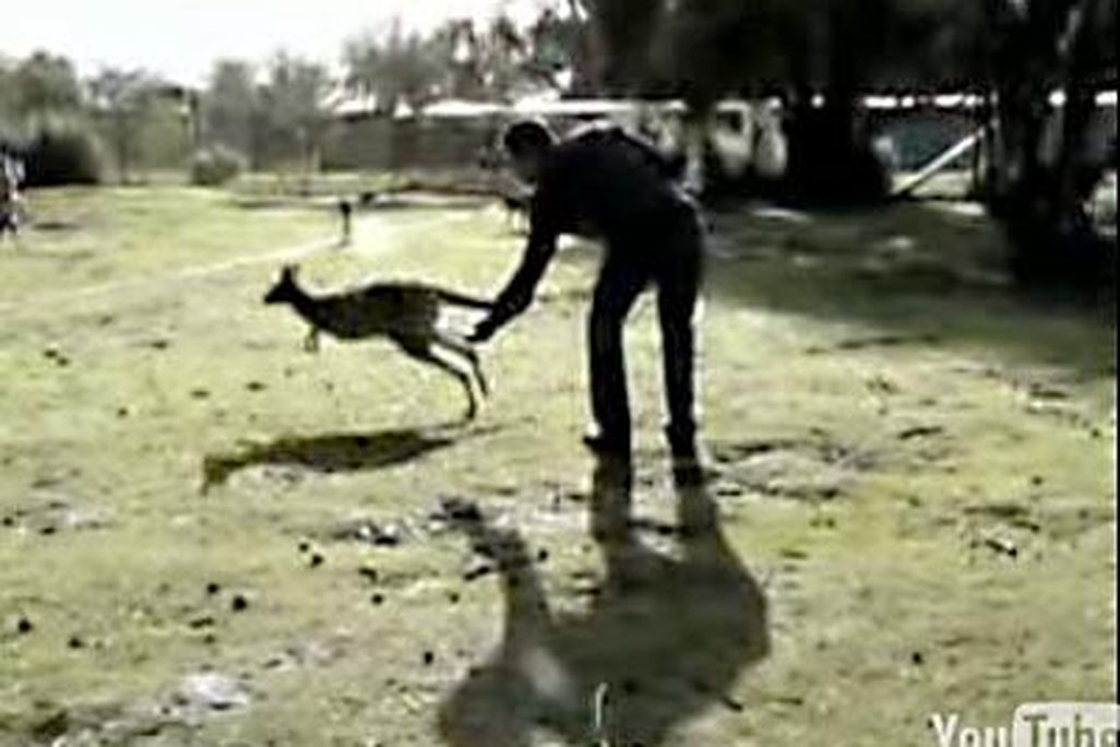 kangaroo.jpg