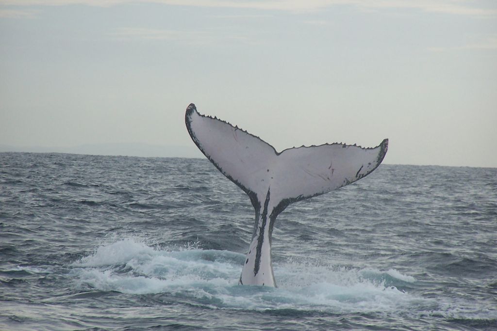 Humpback Whale