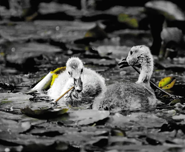 Ducklings playing in the stream in perfect harmony. thumbnail