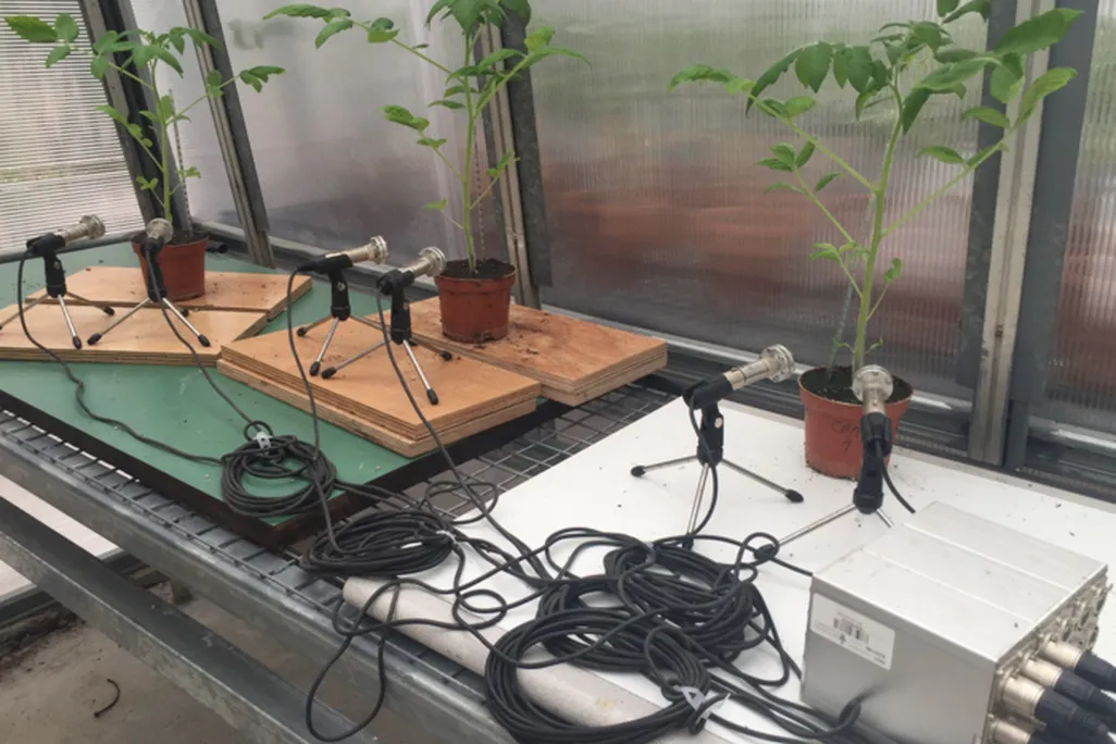 Tomato plants with microphones in front of them