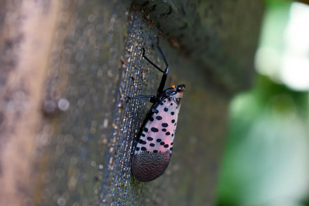 Spotted lanternfly